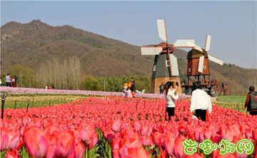 趣哪悠:西九华山花千谷开园,半价畅游郁金香花海